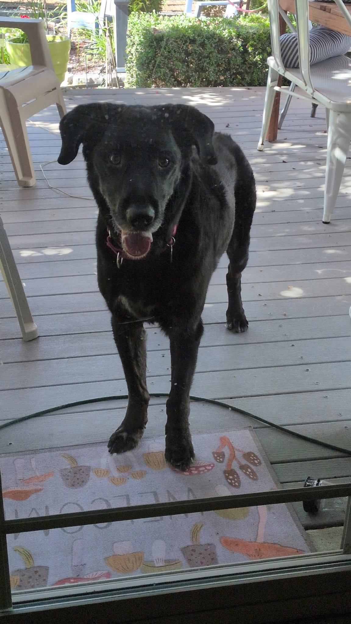 Jake Sr., a Adoptable Labrador Retriever in Salt Lake City, UT image 2/3