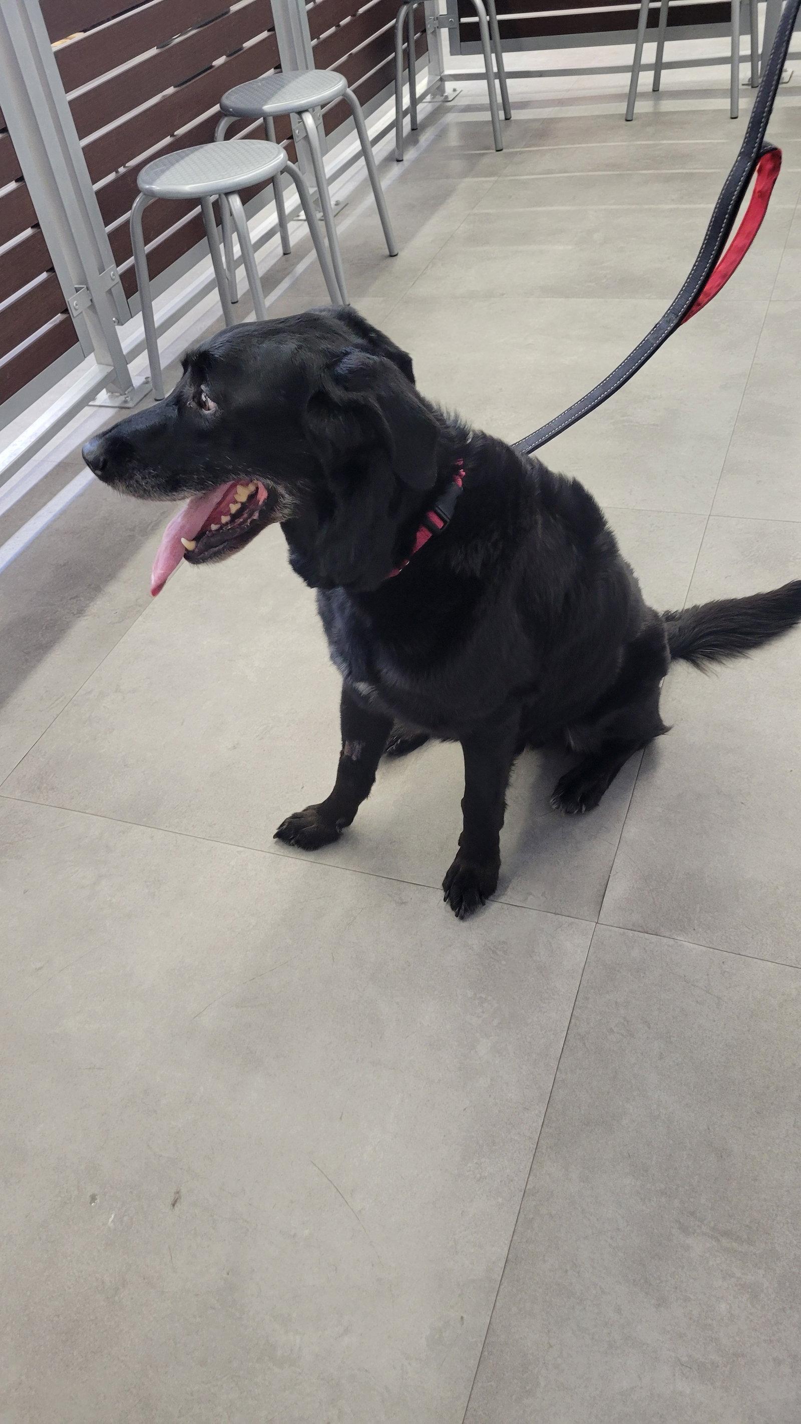 Jake Sr., a Adoptable Labrador Retriever in Salt Lake City, UT image 3/3
