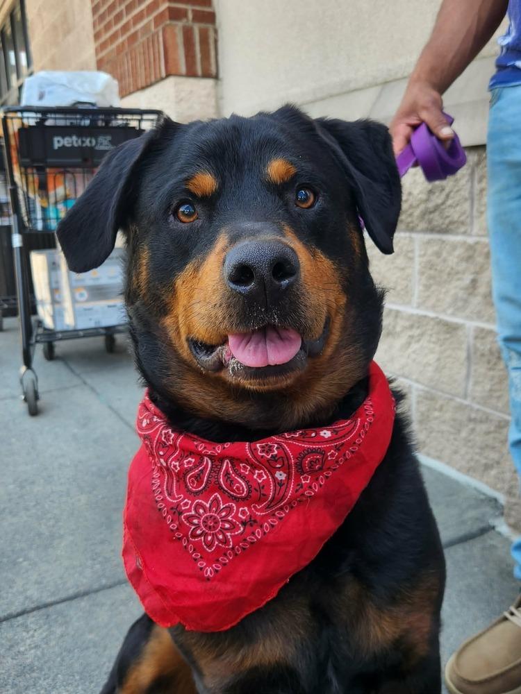 Enlarge Diesel, a Adoptable Rottweiler in Acworth, GA image 1/6