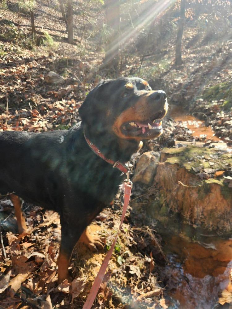 Enlarge Diesel, a Adoptable Rottweiler in Acworth, GA image 1/6