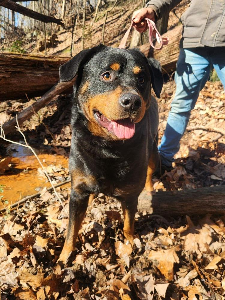 Enlarge Diesel, a Adoptable Rottweiler in Acworth, GA image 2/6