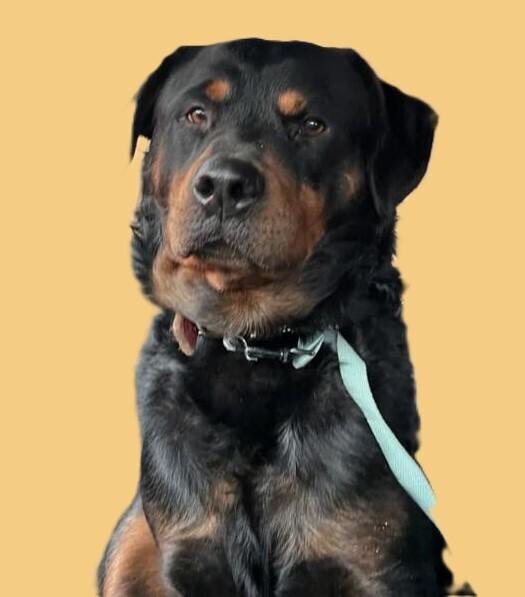 Enlarge Diesel, a Adoptable Rottweiler in Acworth, GA image 4/6