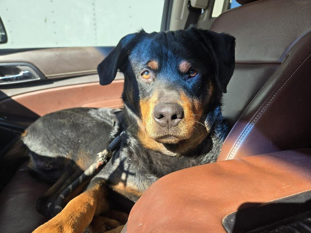Enlarge Diesel, a Adoptable Rottweiler in Acworth, GA image 5/6