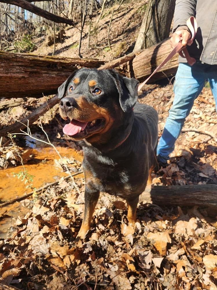 Enlarge Diesel, a Adoptable Rottweiler in Acworth, GA image 6/6
