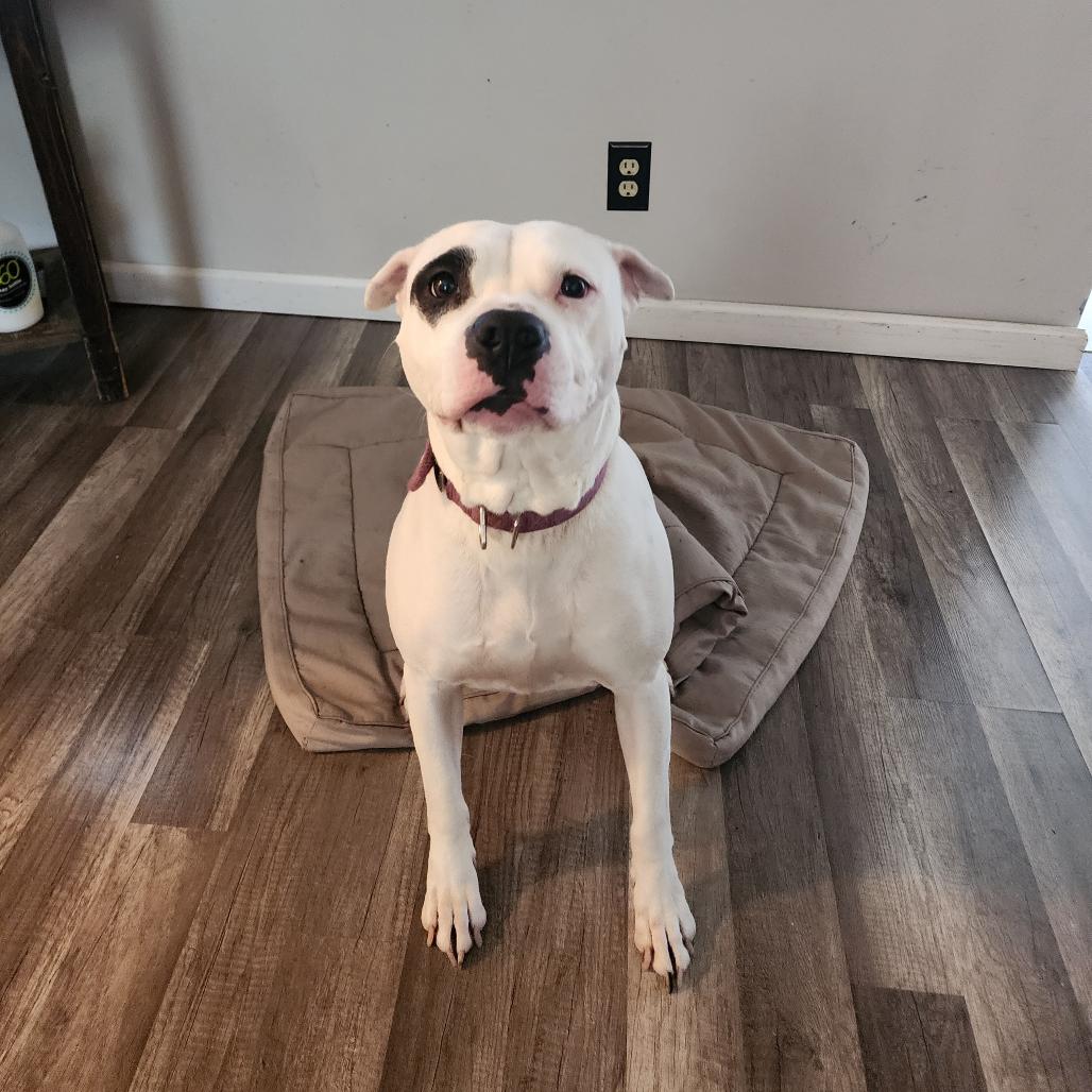 Chica, Adoptable, Adult Female Mixed Breed.