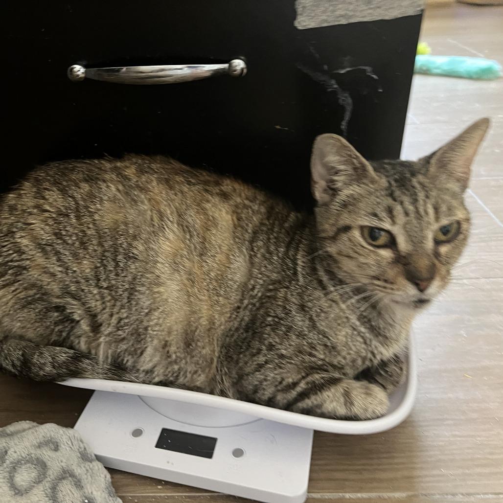 Maryanne, Adoptable, Adult Female Domestic Short Hair.