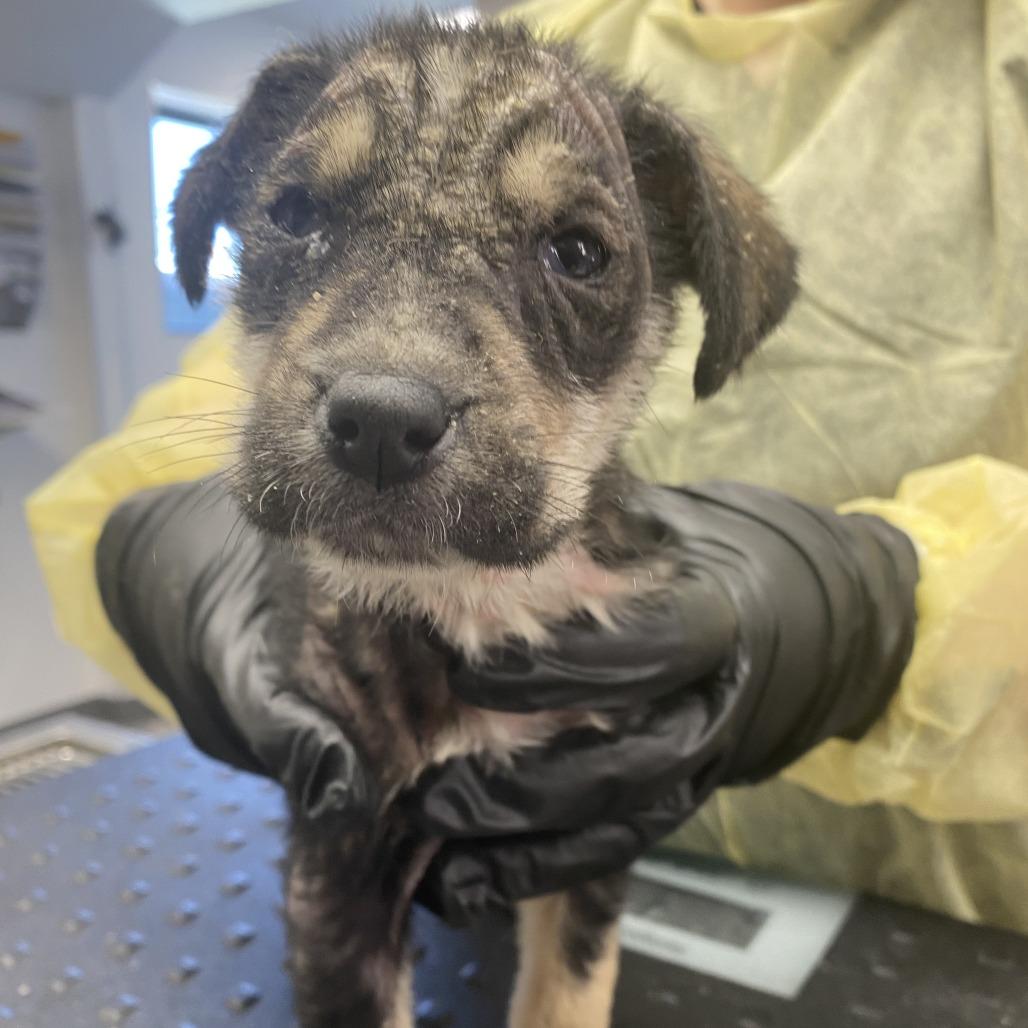 Enlarge Pumpernickel, a Adoptable mixed breed in St. Louis, MO image 4/6