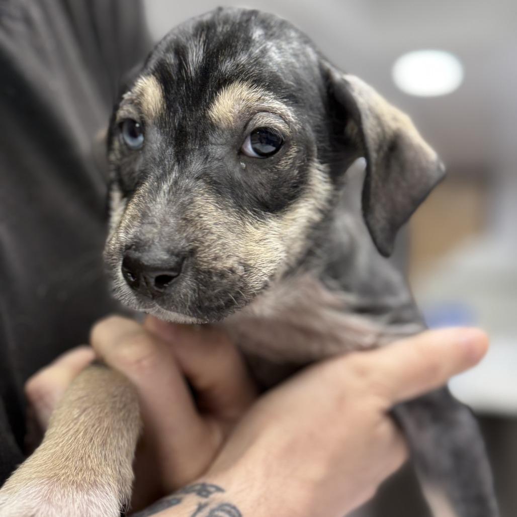 Enlarge Pumpernickel, a Adoptable mixed breed in St. Louis, MO image 3/6