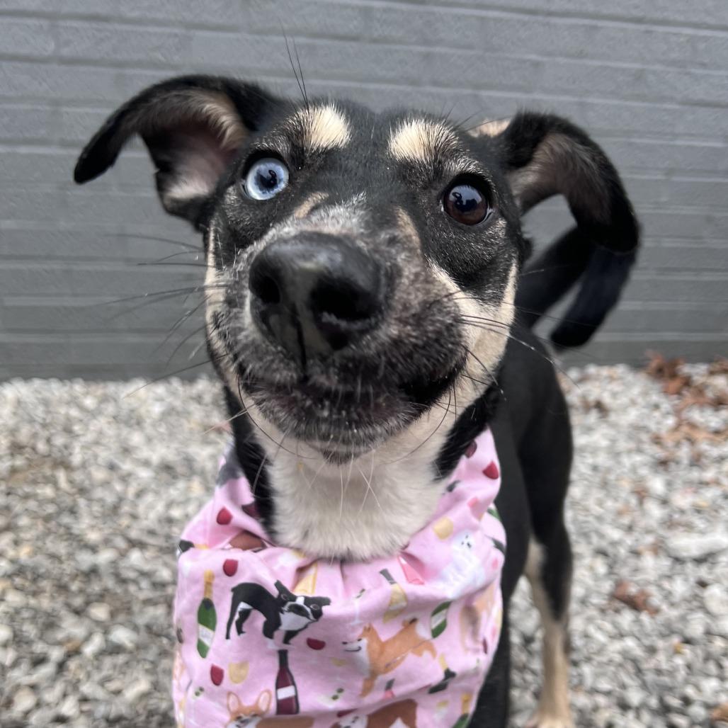 Enlarge Pumpernickel, a Adoptable mixed breed in St. Louis, MO image 4/6
