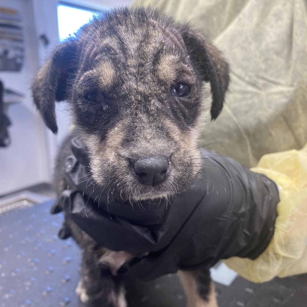 Enlarge Pumpernickel, a Adoptable mixed breed in St. Louis, MO image 6/6