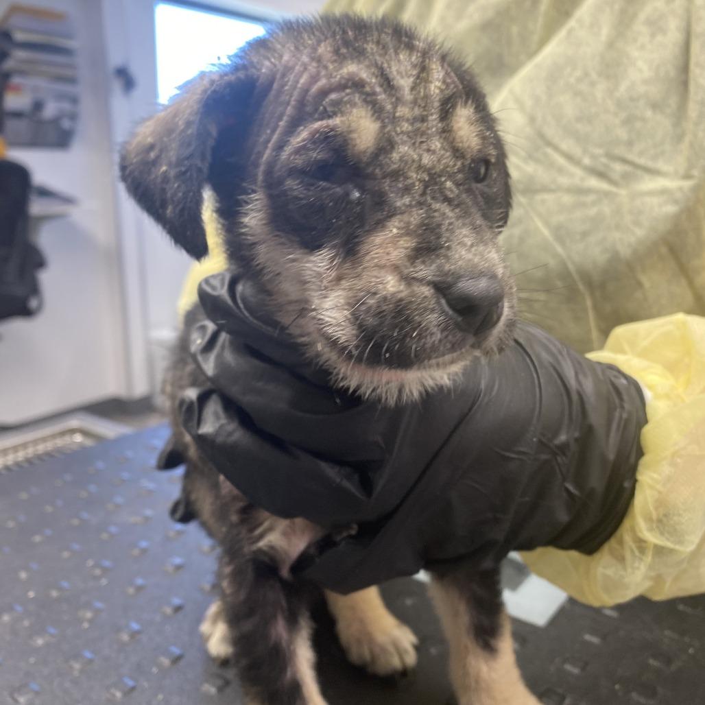 Enlarge Pumpernickel, a Adoptable mixed breed in St. Louis, MO image 5/6