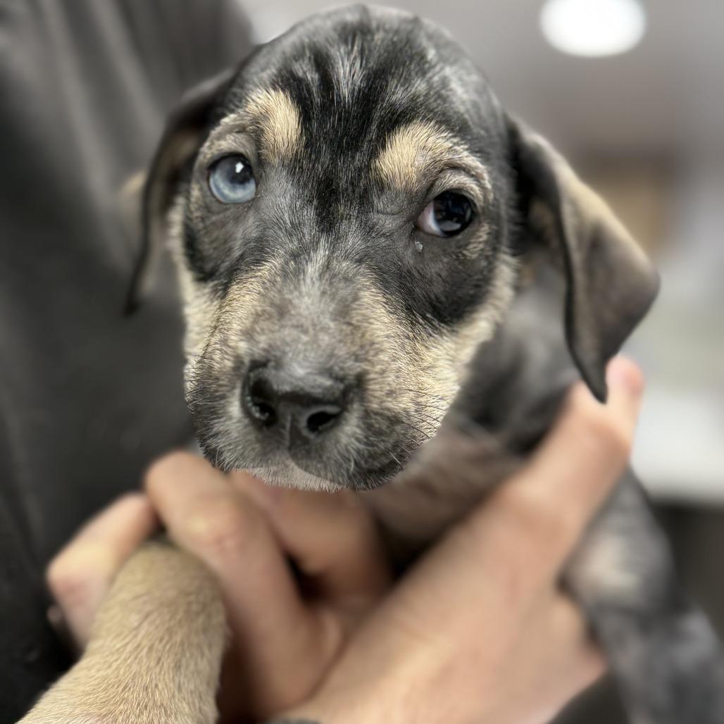 Enlarge Pumpernickel, a Adoptable mixed breed in St. Louis, MO image 6/6