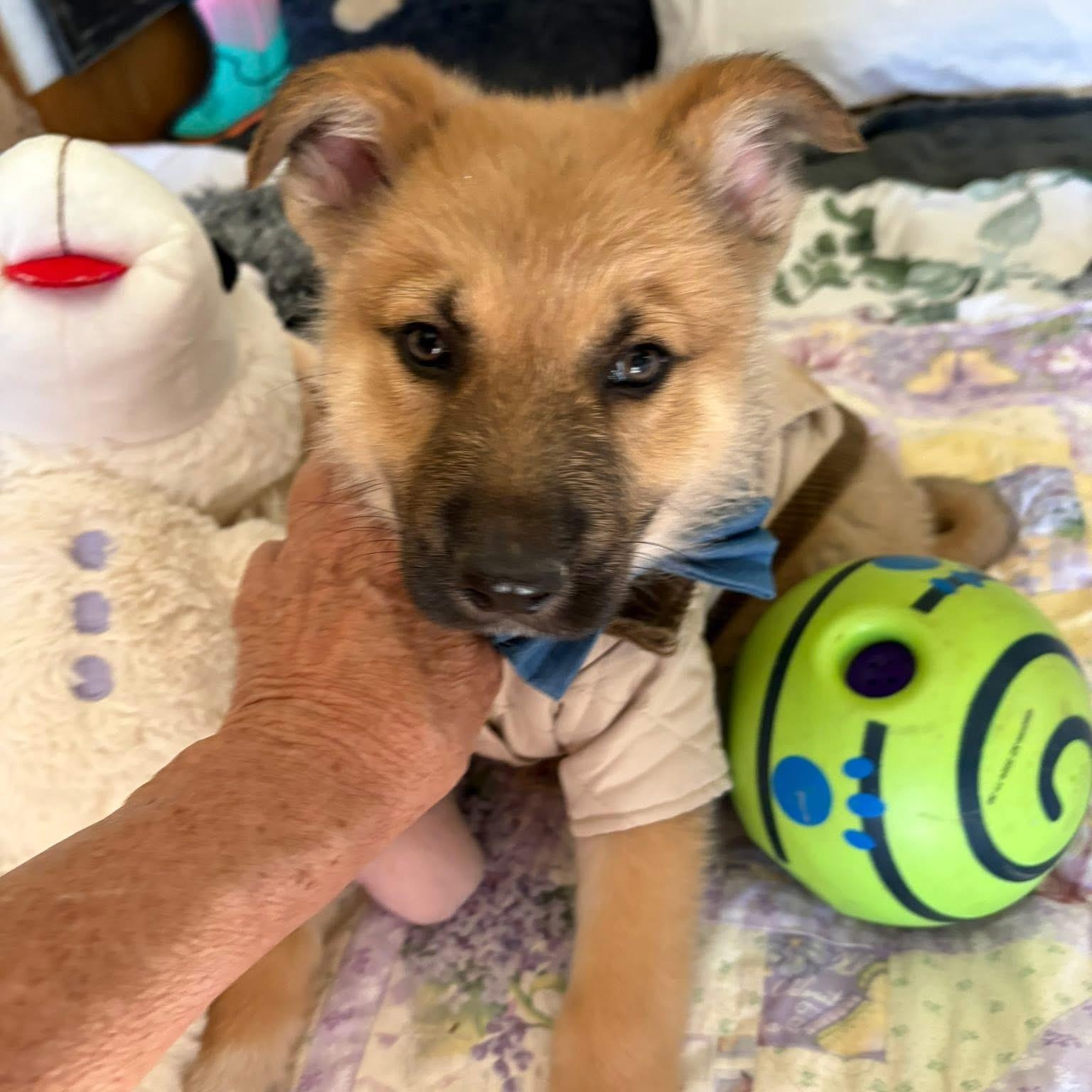 Nick, adopted, Puppy Male German Shepherd Dog.