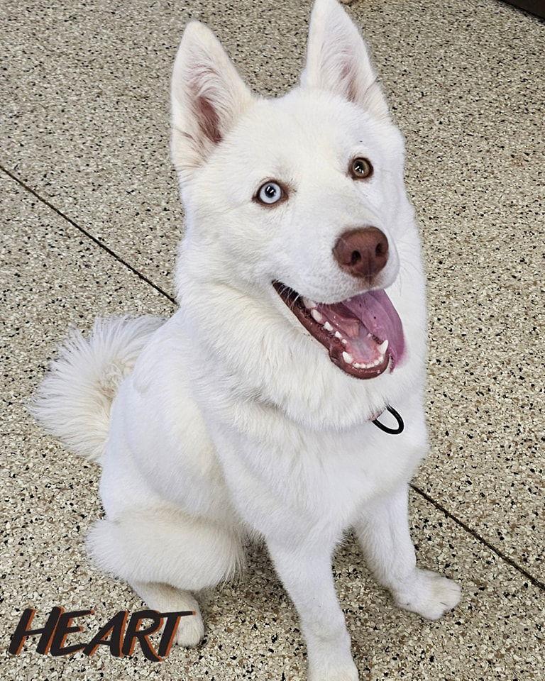 Asta, Adoptable, Young Male Siberian Husky.