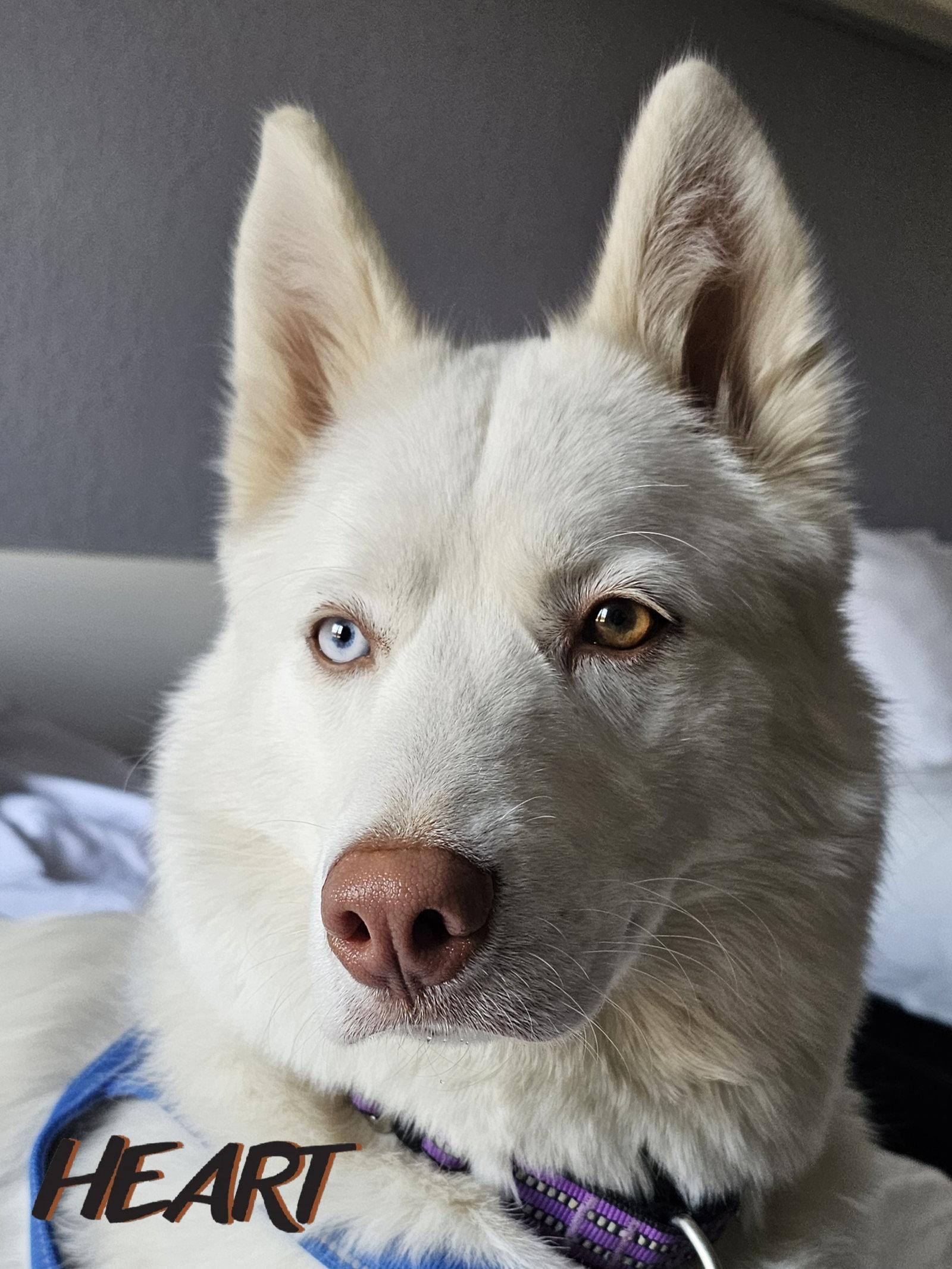 Enlarge Asta, a Adoptable Siberian Husky in Millersville, MD image 2/3