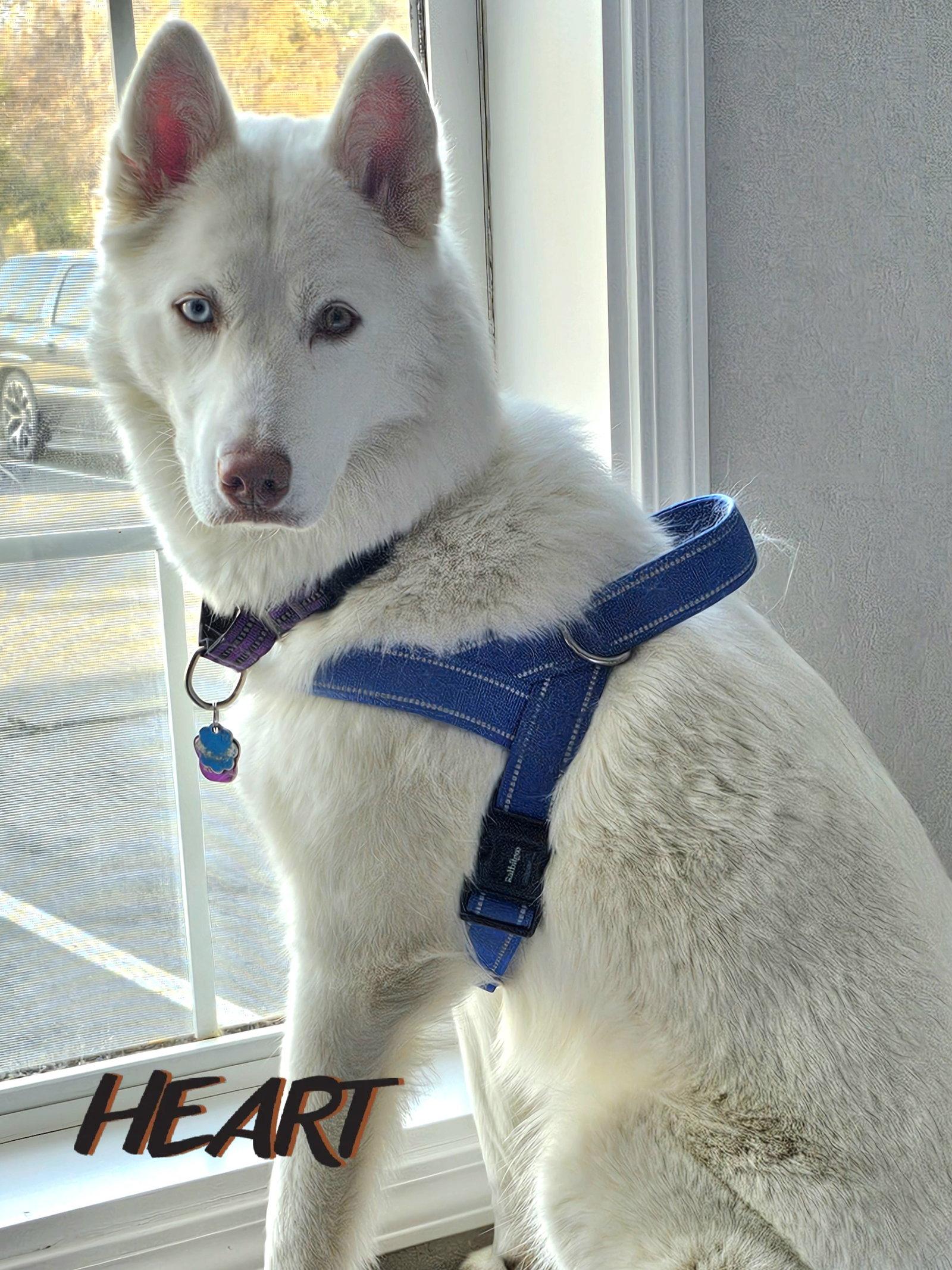 Enlarge Asta, a Adoptable Siberian Husky in Millersville, MD image 3/3