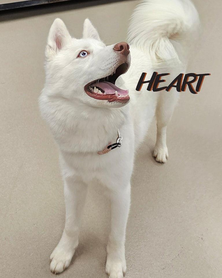 Asta, a Adoptable Siberian Husky image 2/3