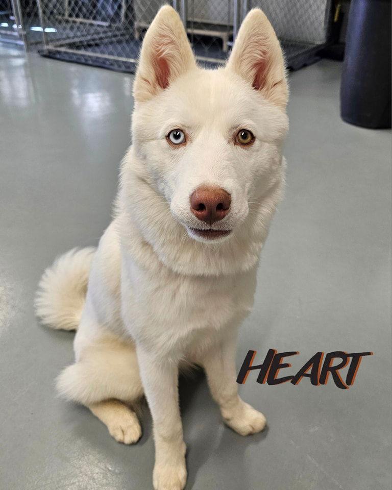 Asta, a Adoptable Siberian Husky image 3/3