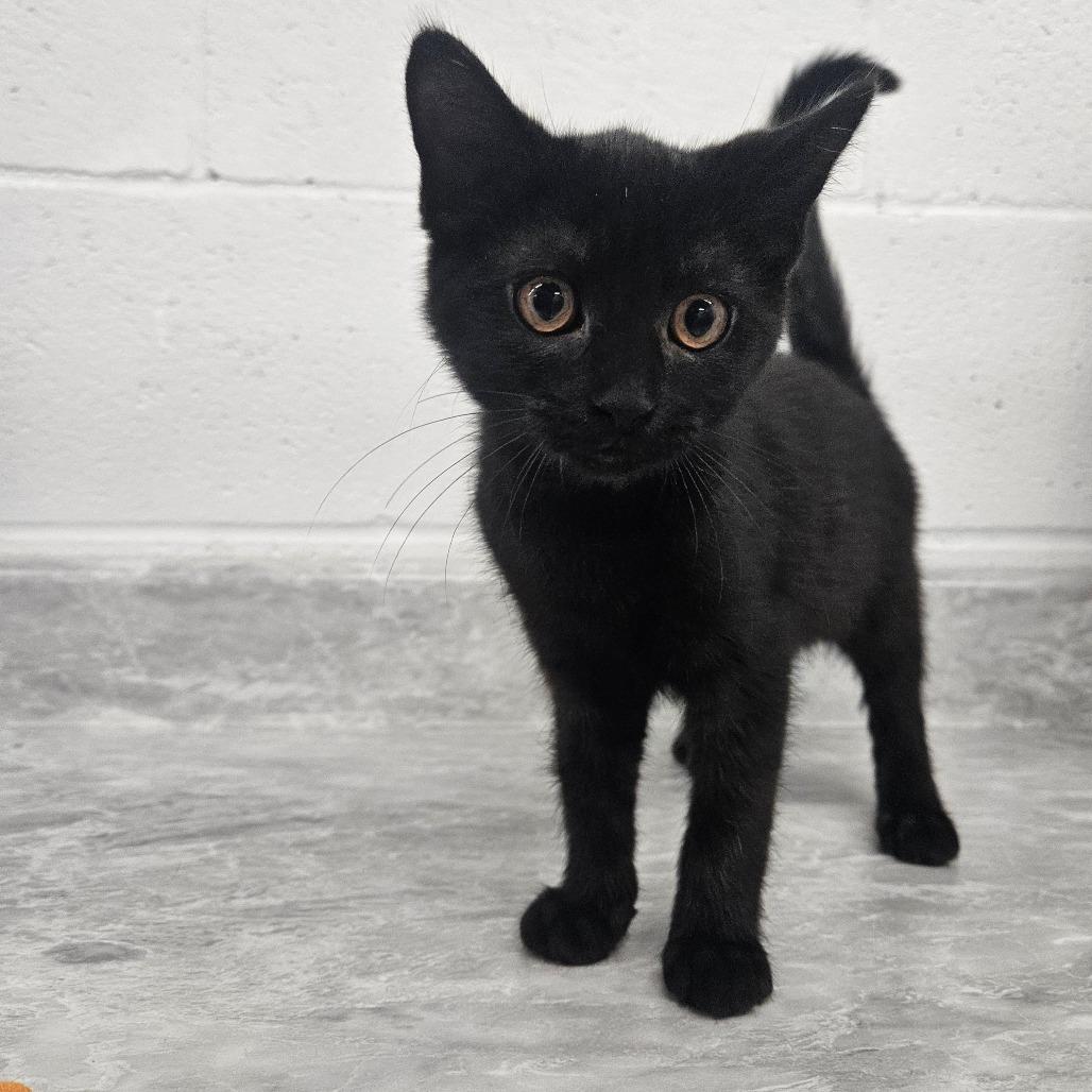 Enlarge Erin, a Adoptable Domestic Short Hair in Zanesville, OH image 1/2