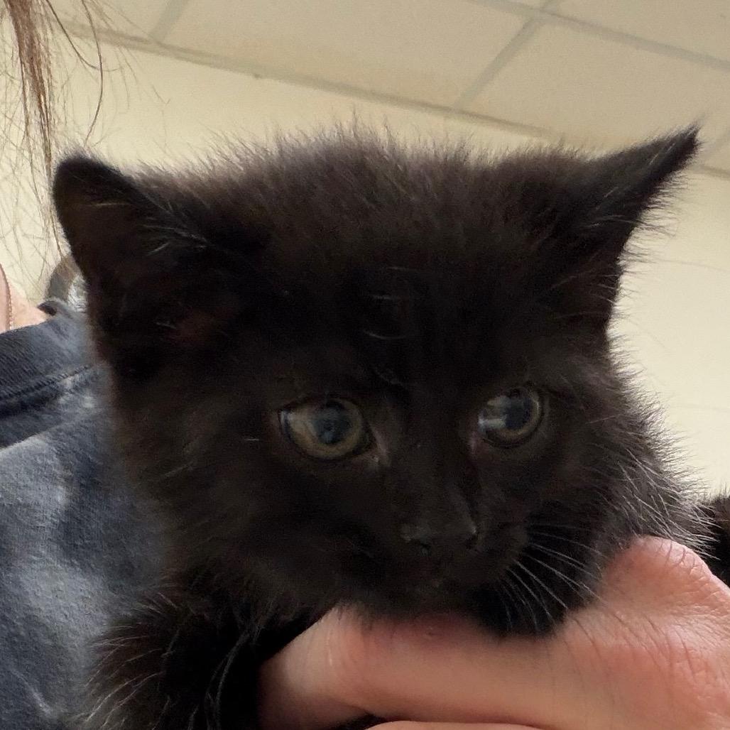 Enlarge Erin, a Adoptable Domestic Short Hair in Zanesville, OH image 2/2