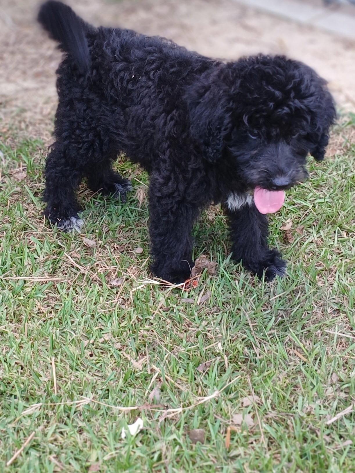 Gracie, Adopted, Young Female Standard Poodle & Great Pyrenees.