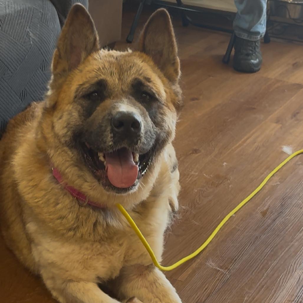 Destiny, Adoptable, Adult Female Akita.