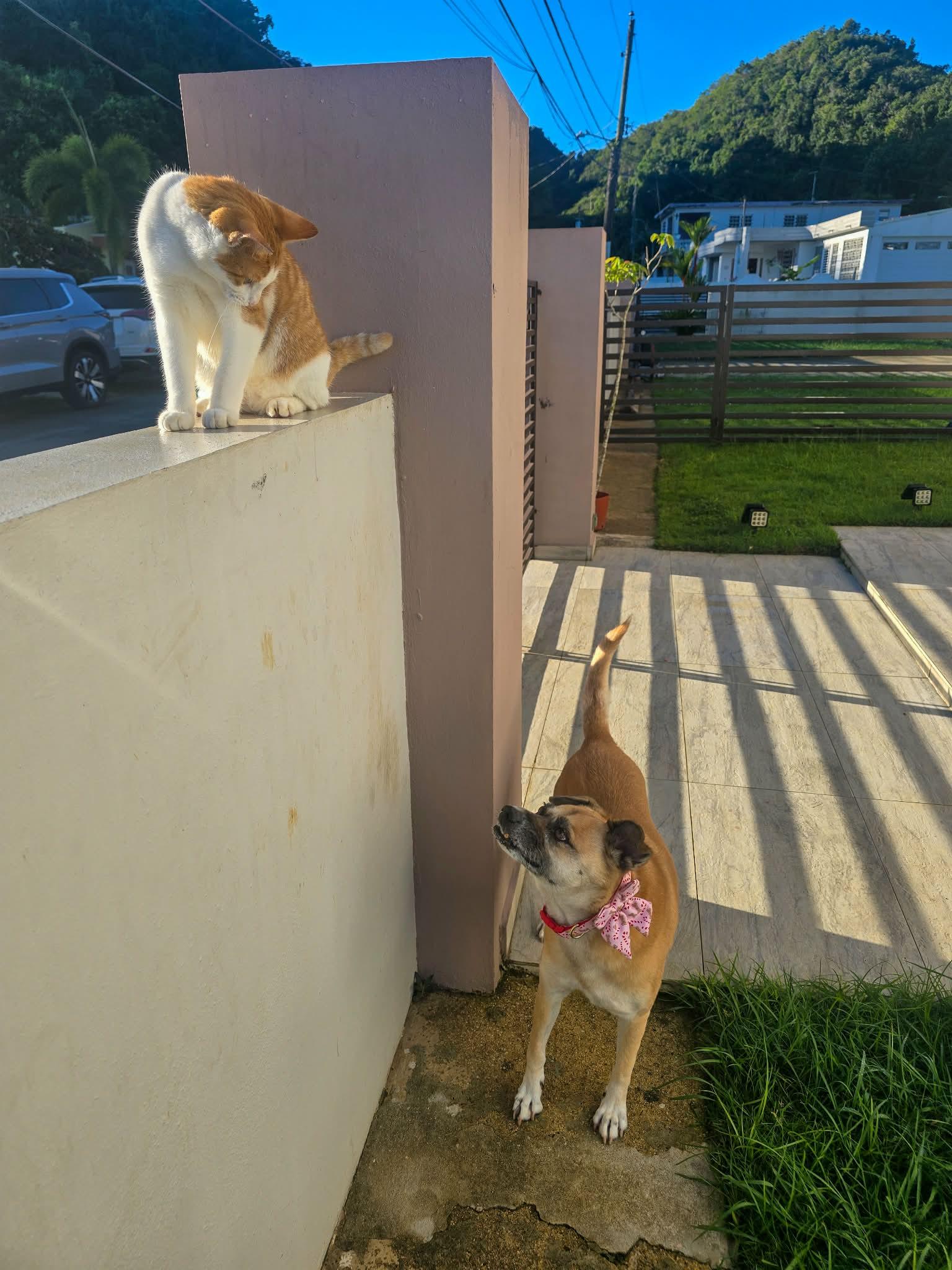 Enlarge Francisco, a ADOPTABLE Tabby in Huntington, NY image 3/5