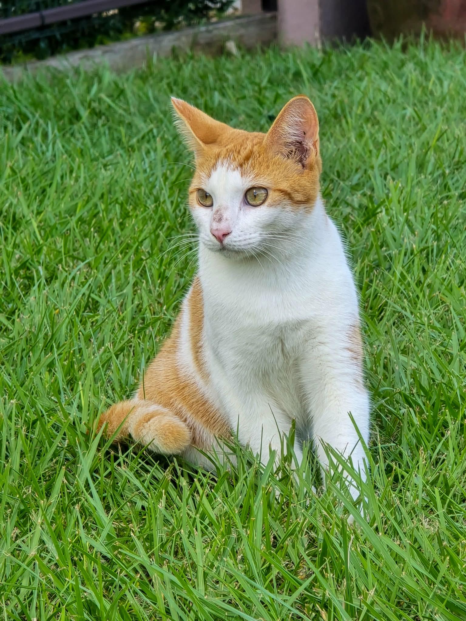 Enlarge Francisco, a ADOPTABLE Tabby in Huntington, NY image 4/5