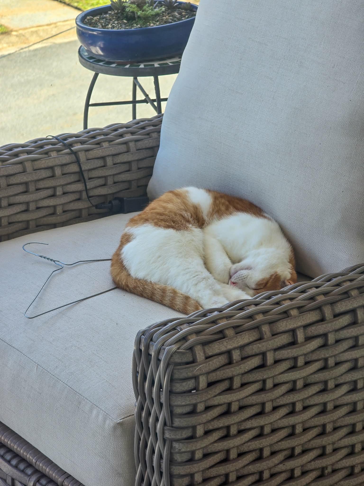 Enlarge Francisco, a ADOPTABLE Tabby in Huntington, NY image 2/5