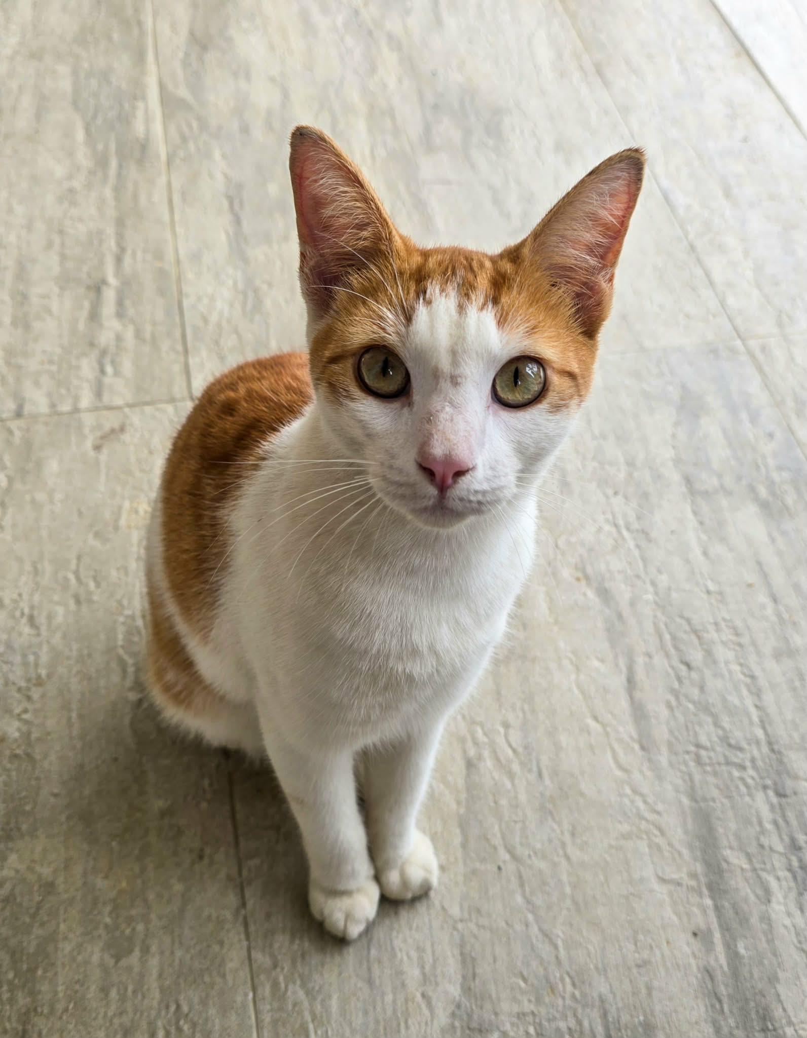 Francisco, ADOPTABLE, Kitten Male Tabby.