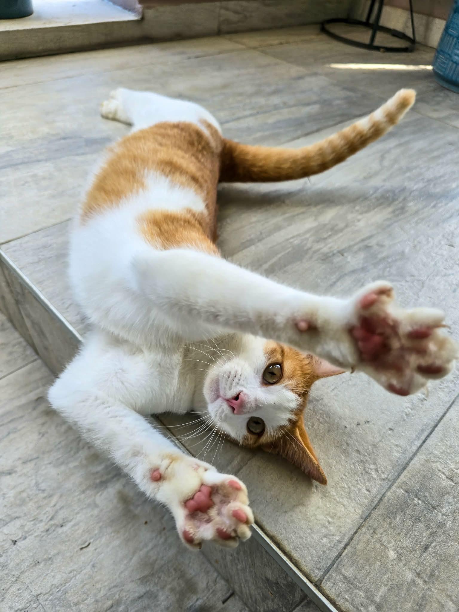 Enlarge Francisco, a ADOPTABLE Tabby in Huntington, NY image 5/5