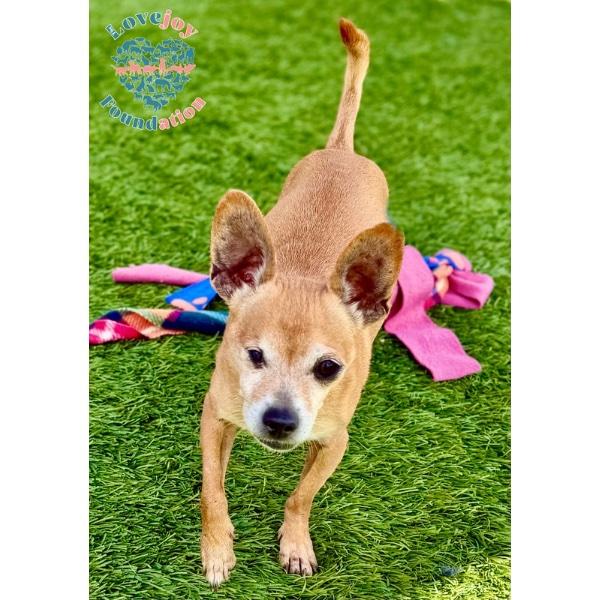 Enlarge Seahorse MB, a ADOPTABLE mixed breed in Inglewood, CA image 1/3