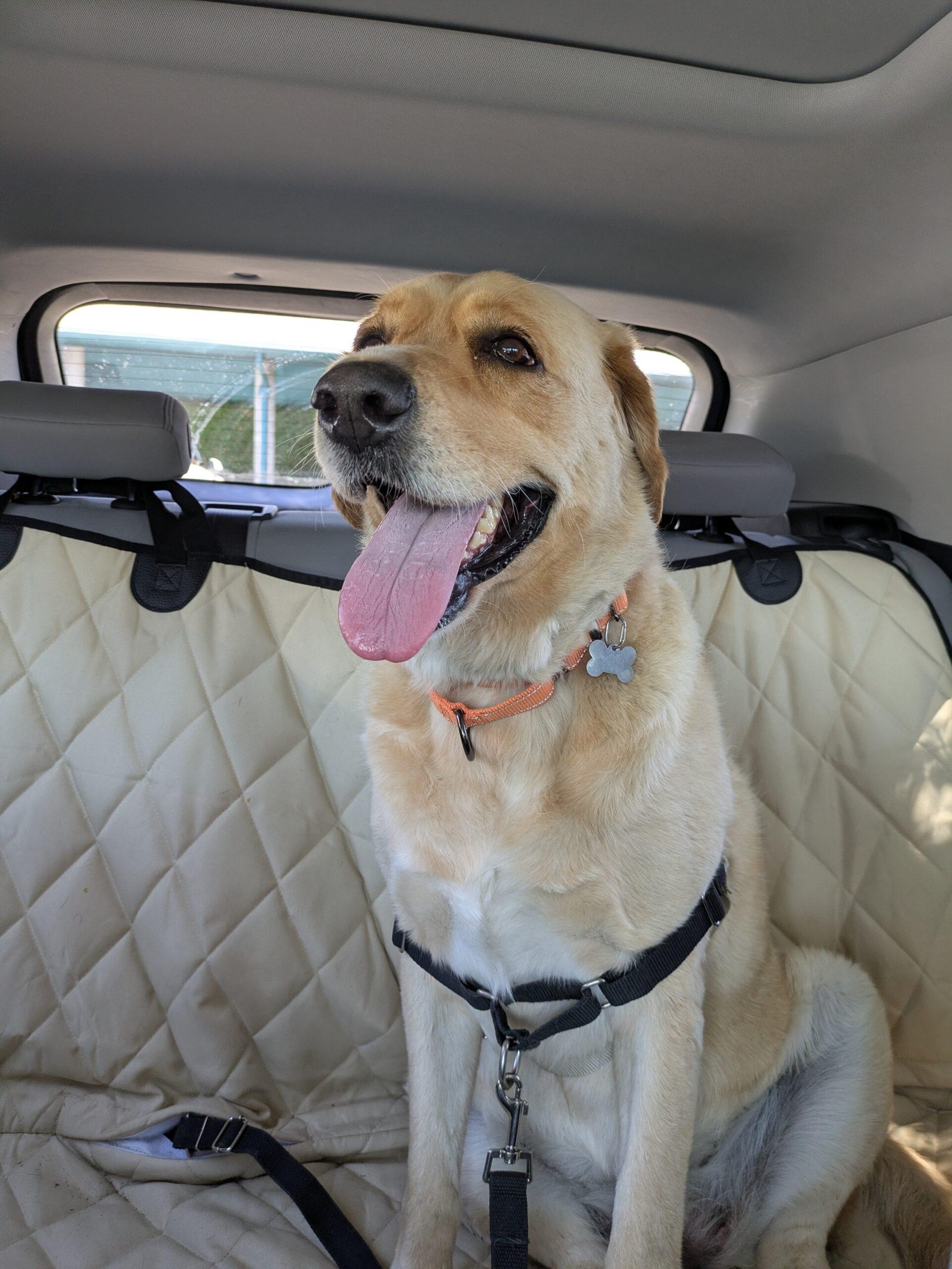 Winnie, Adopted, Adult Female Yellow Labrador Retriever & Golden Retriever.