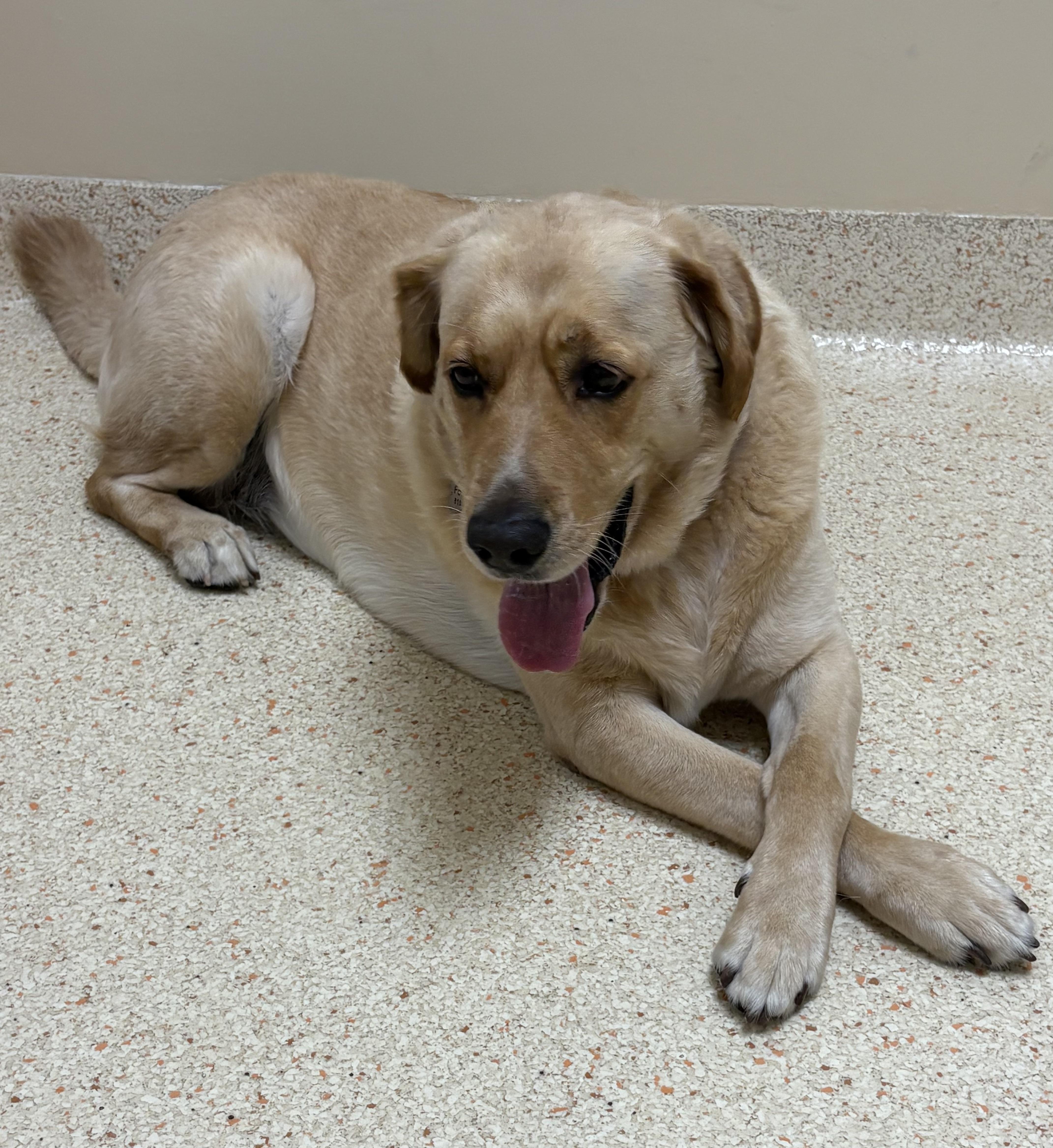 Enlarge Winnie, a Adopted mixed breed in Los Angeles, CA image 3/4