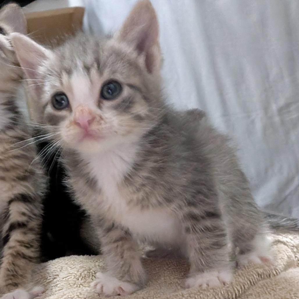 Addon (Frenchie), Adoptable, Kitten Male Domestic Short Hair.