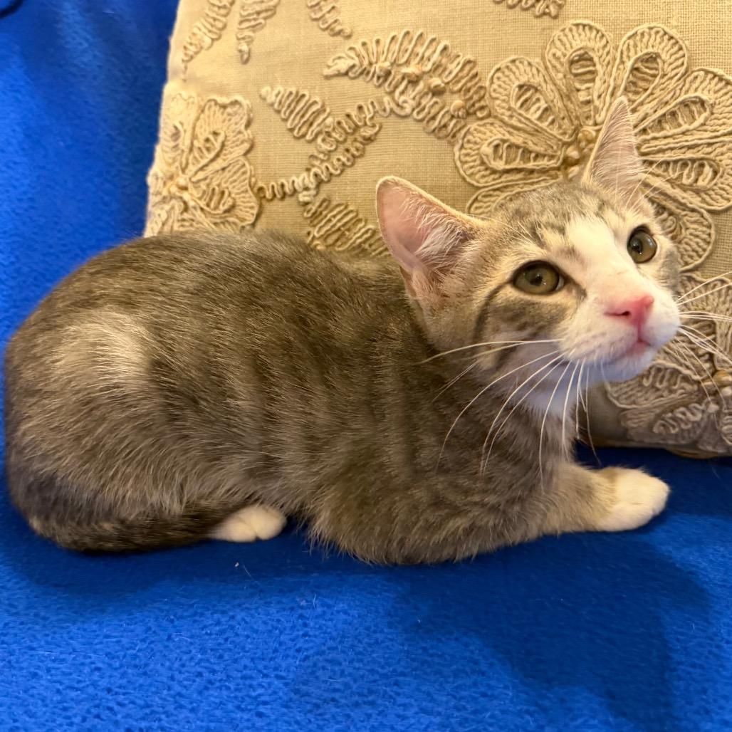 Addon (Frenchie), a Adoptable Domestic Short Hair in Flower Mound, TX image 2/6