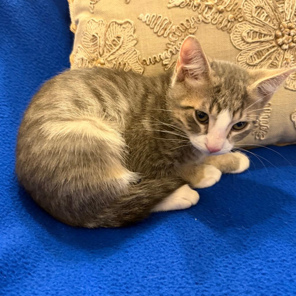 Addon (Frenchie), a Adoptable Domestic Short Hair in Flower Mound, TX image 3/6
