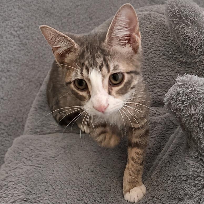 Addon (Frenchie), a Adoptable Domestic Short Hair in Flower Mound, TX image 5/6