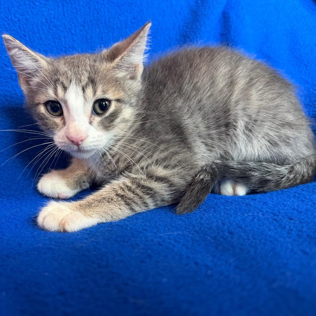 Addon (Frenchie), a Adoptable Domestic Short Hair in Flower Mound, TX image 6/6