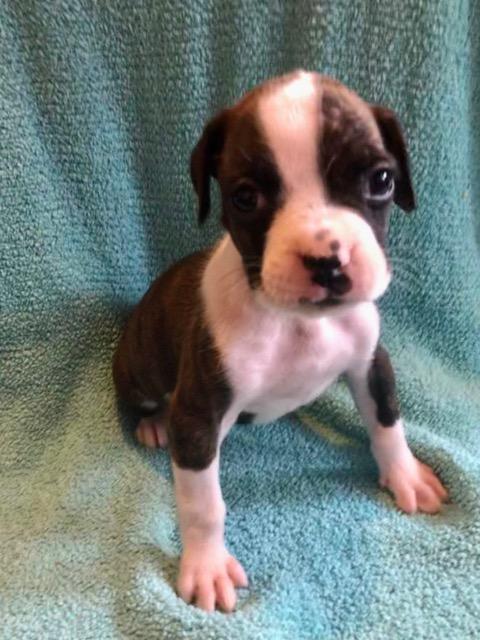 Enlarge Eliza, a Adopted Boxer in Manhattan Beach, CA image 1/1