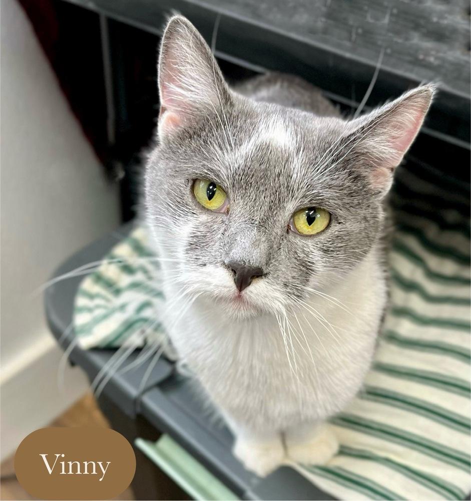 Vinny, Adoptable, Young Male Domestic Short Hair.