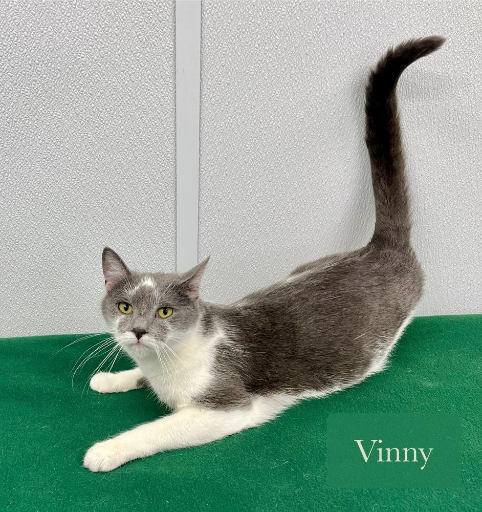 Enlarge Vinny, a Adoptable Domestic Short Hair in Chalfont, PA image 2/5