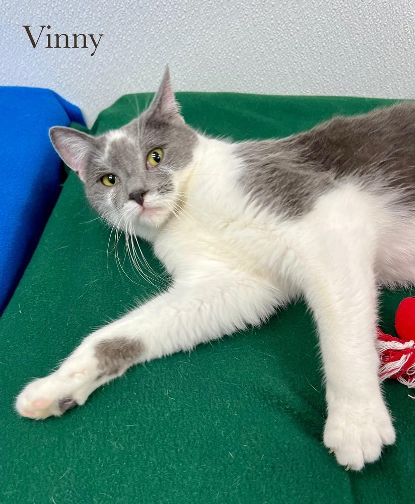 Enlarge Vinny, a Adoptable Domestic Short Hair in Chalfont, PA image 3/5