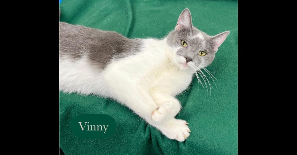 Enlarge Vinny, a Adoptable Domestic Short Hair in Chalfont, PA image 4/5