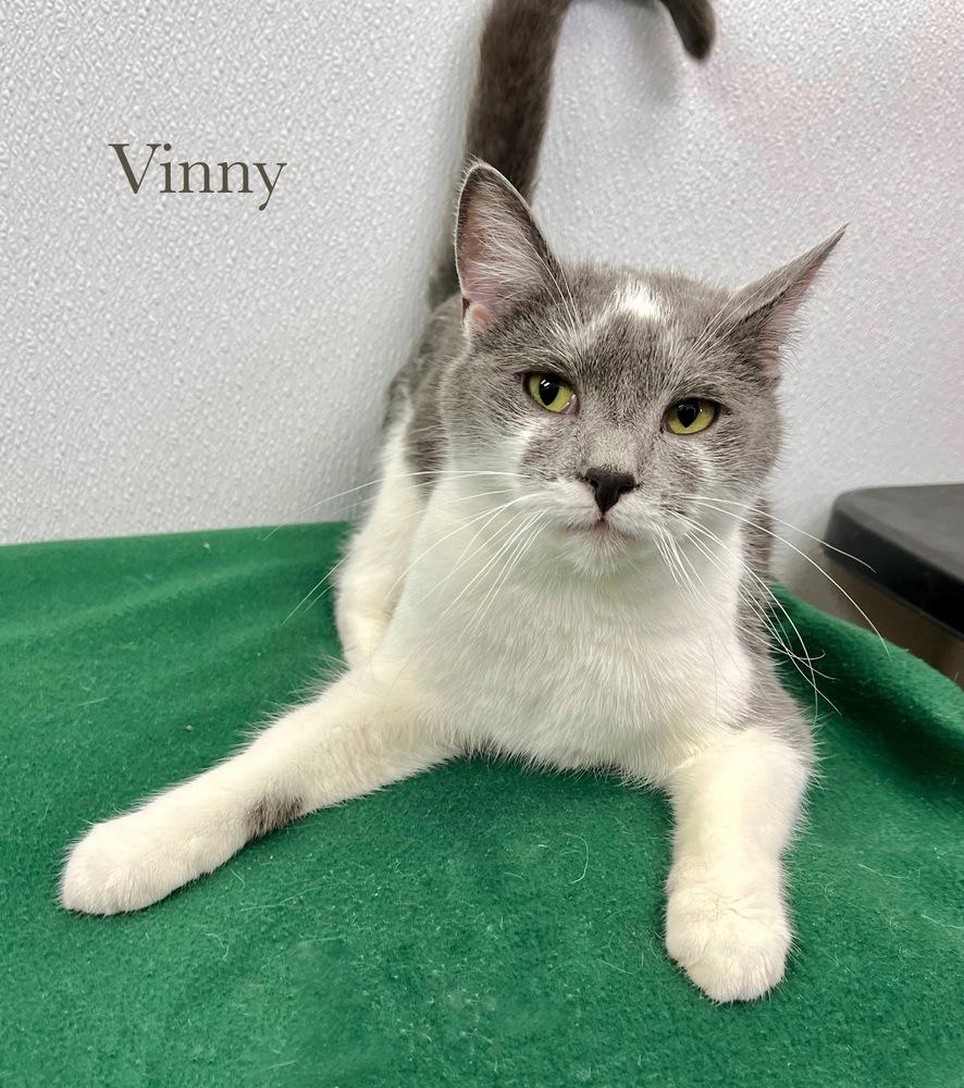 Enlarge Vinny, a Adoptable Domestic Short Hair in Chalfont, PA image 5/5