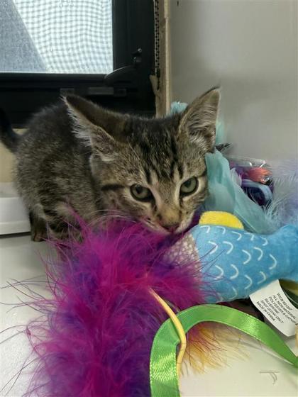 Enlarge Candy Cane, a Adoptable mixed breed in Hutchinson, KS image 1/3