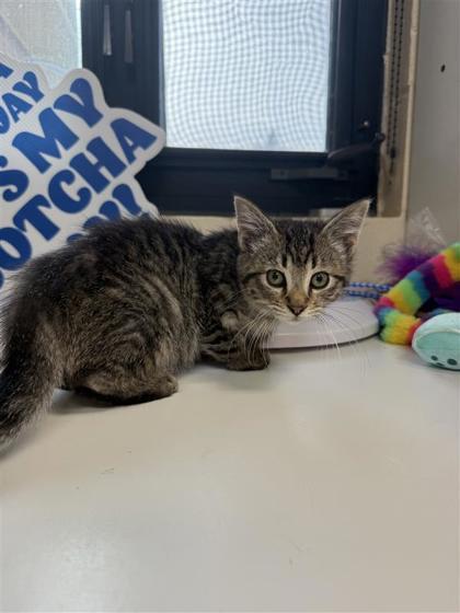 Enlarge Candy Cane, a Adoptable mixed breed in Hutchinson, KS image 2/3