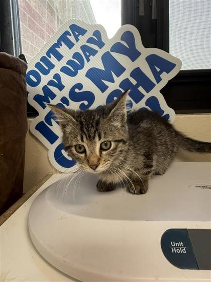 Enlarge Candy Cane, a Adoptable mixed breed in Hutchinson, KS image 3/3