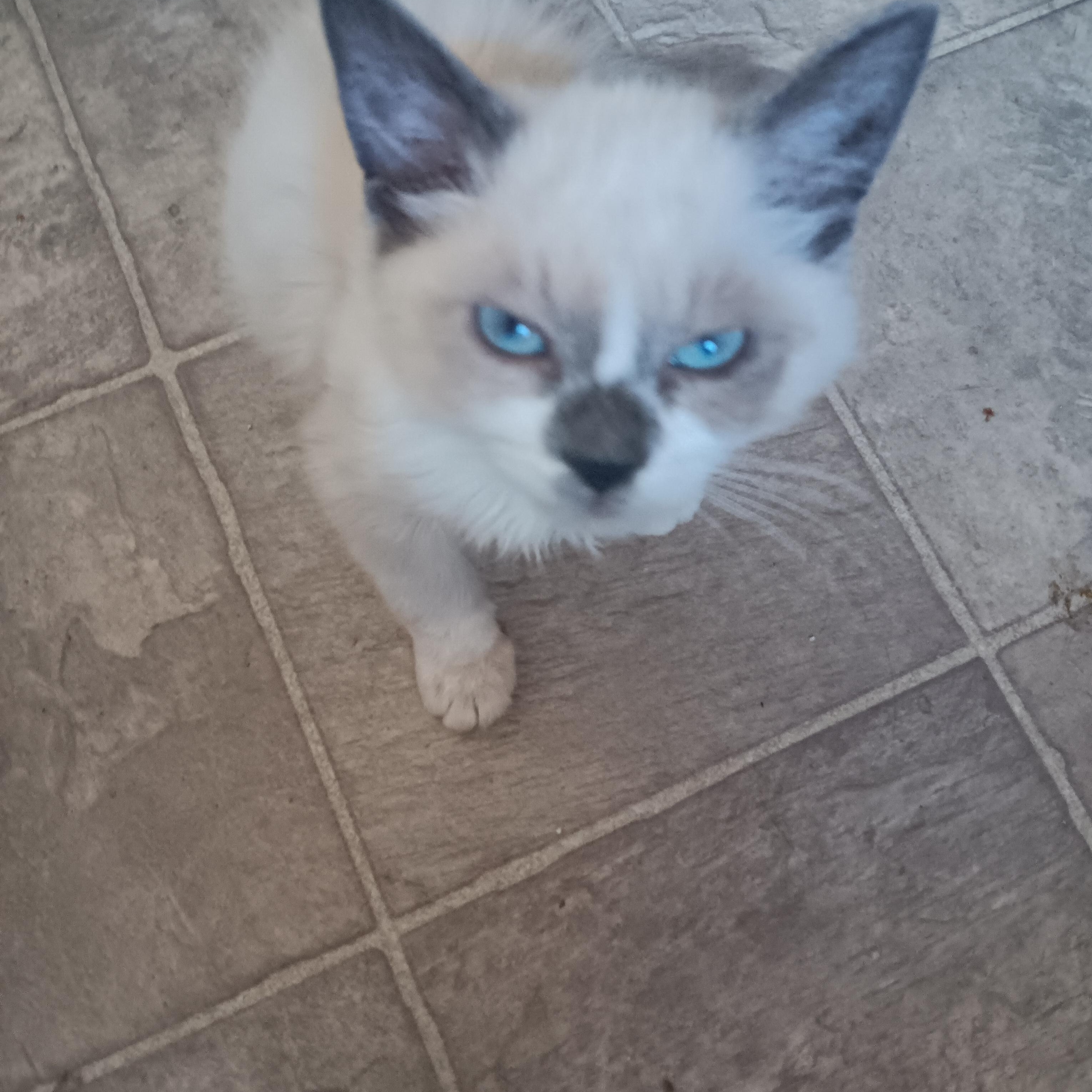 Enlarge Asher, an adopted mixed breed in Antioch, CA image 2/4