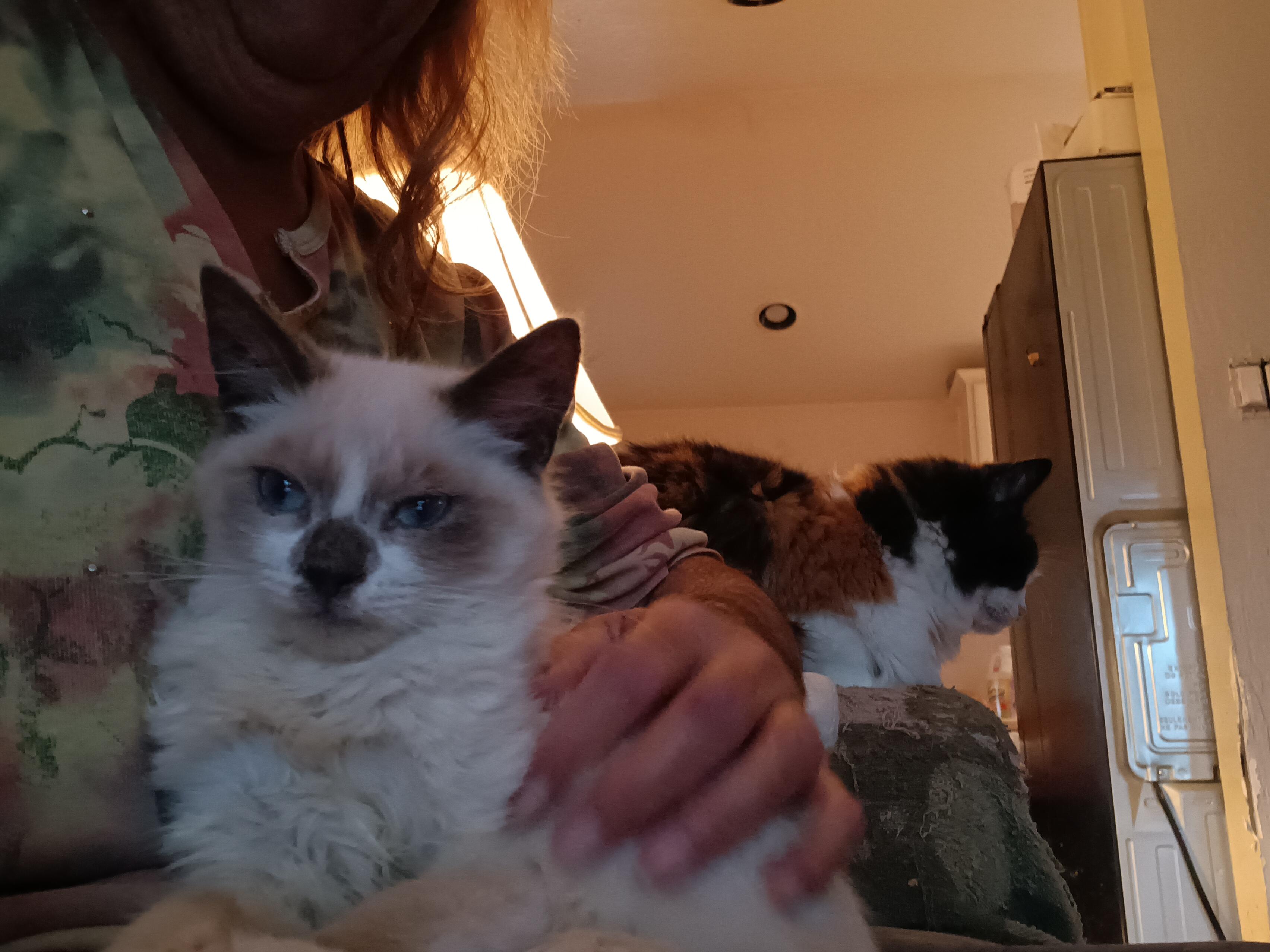 Enlarge Asher, an adopted mixed breed in Antioch, CA image 3/4